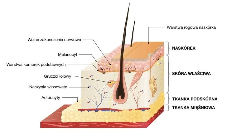 Application of BPC-157 peptide therapy in skin diseases
