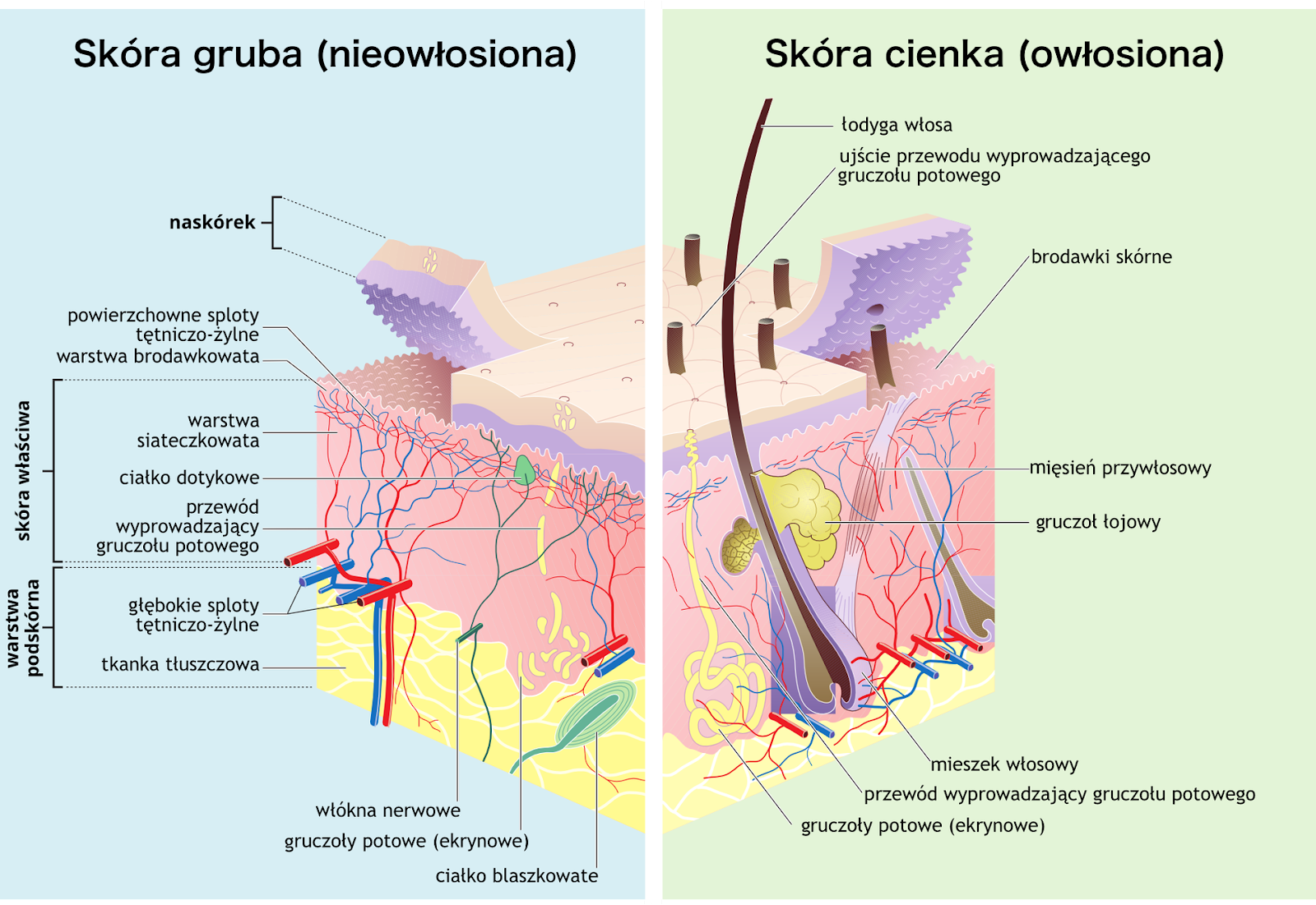 The role of NL-Epithalon in maintaining healthy, elastic and firm skin of the face and body.