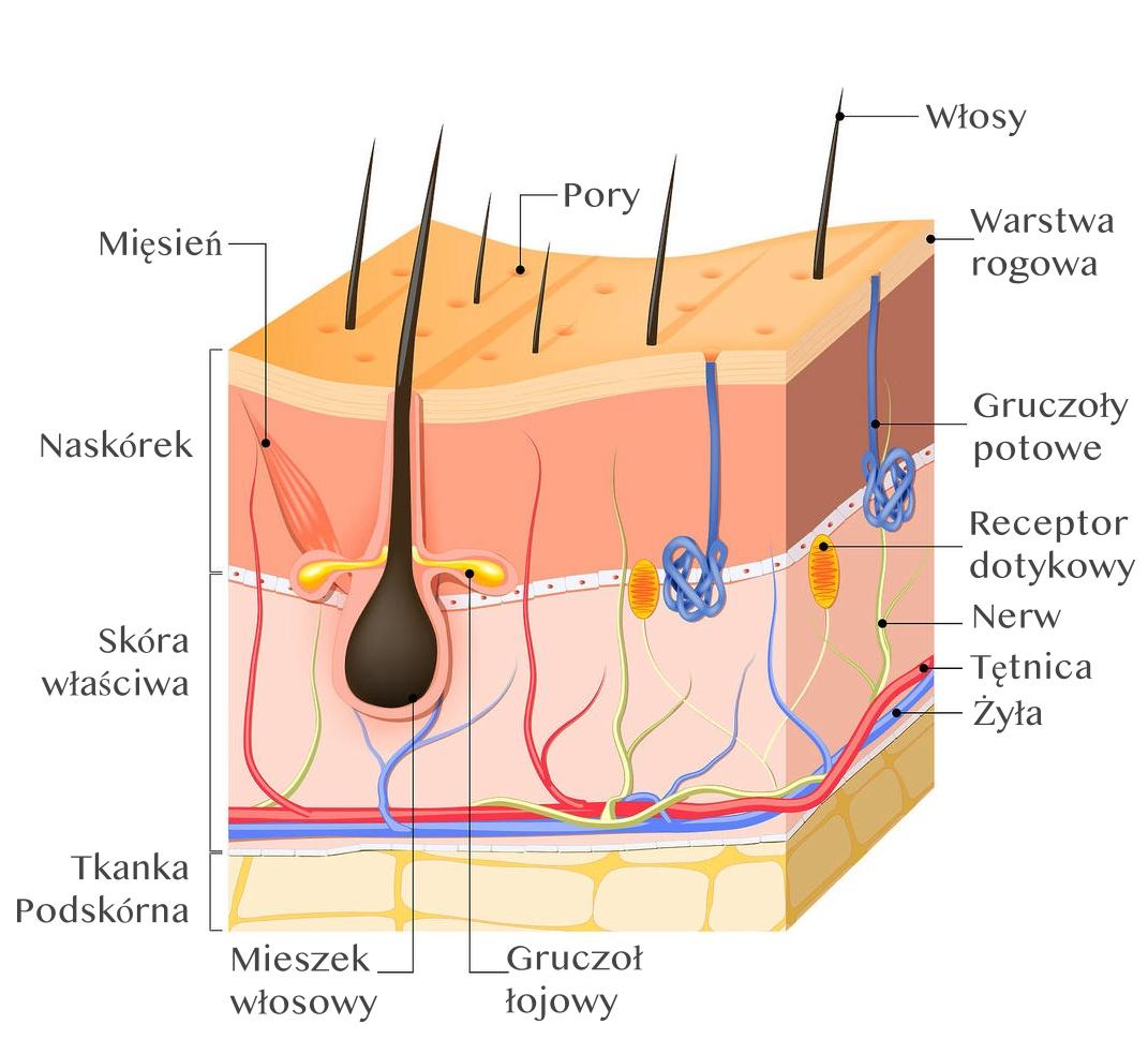 The role of the NL GHK-Cu peptide in the processes of skin and hair reconstruction and regeneration