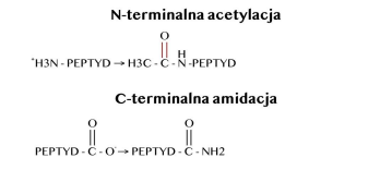 NL-PEPTIDES DELIVERY™ technology as an innovative method for creating new generation peptides