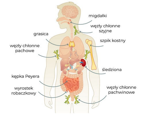 The impact of BPC-157 therapy on the immune system
