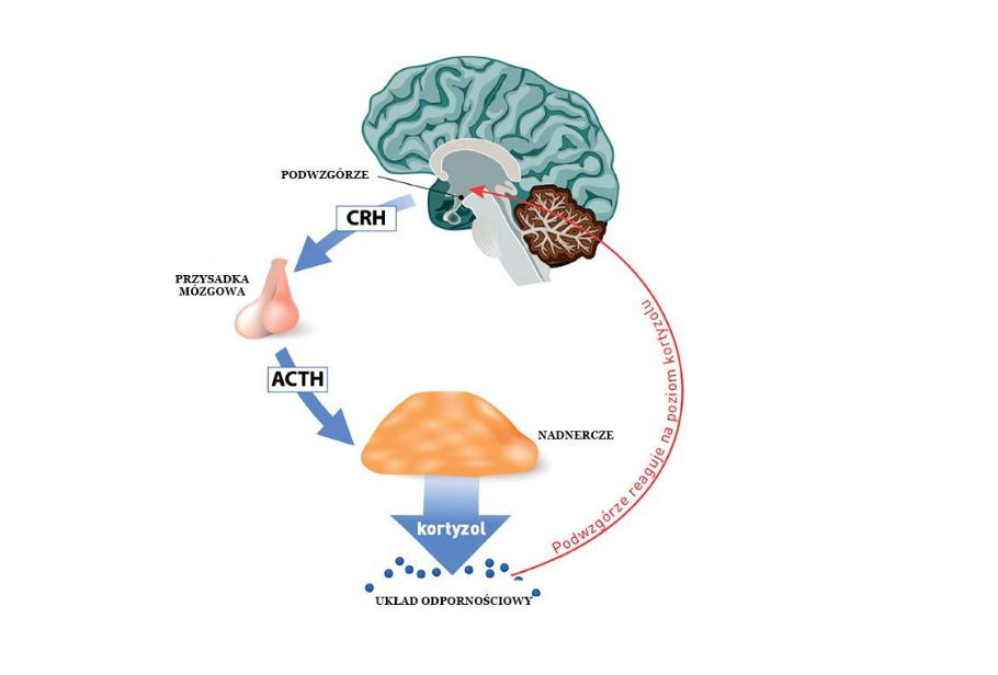 NL-Epithalon as a companion peptide in limiting the stress response