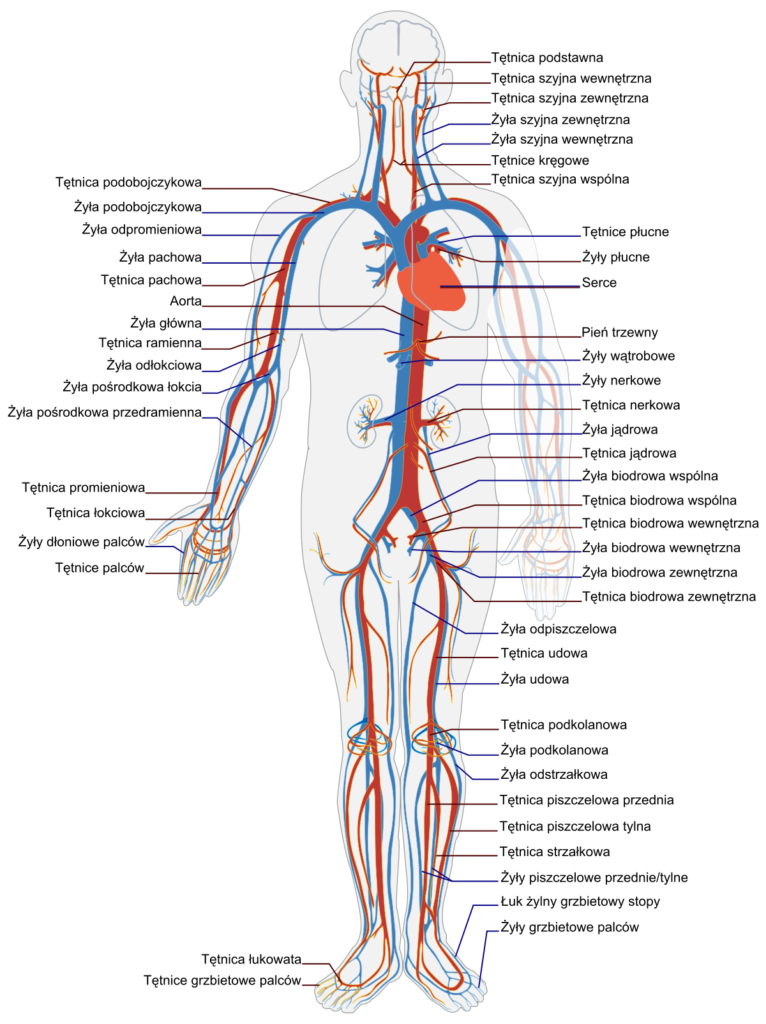 BPC-157 Therapy in the Cardiovascular System. Cardioprotective Effects of the Peptide and Its Application in Metabolic Diseases.