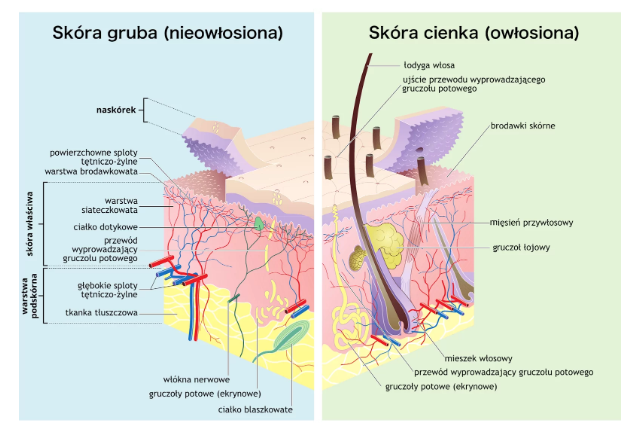 NL-GHK-Cu in the elimination of calluses and skin thickening