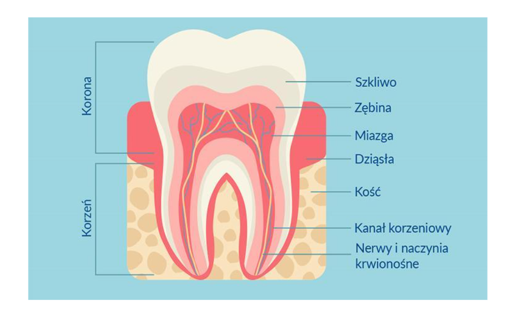 NL-Epithalon in preventive therapy allowing the preservation of normal teeth and in supportive therapy allowing their reconstruction