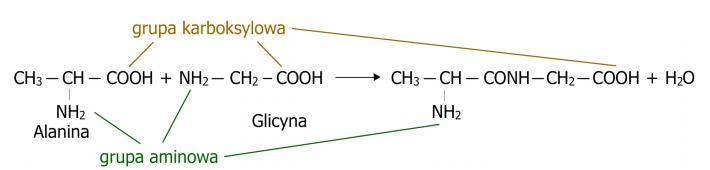 Peptide Characterization. Peptide Synthesis and Modifications