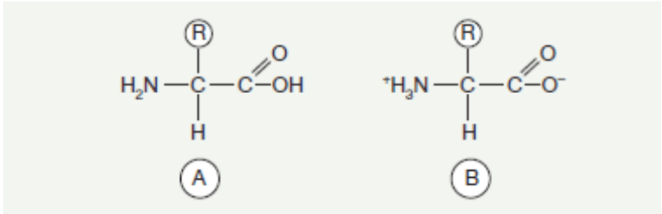 The biological role of amino acids, proteins and peptides in the proper functioning and regeneration of the body