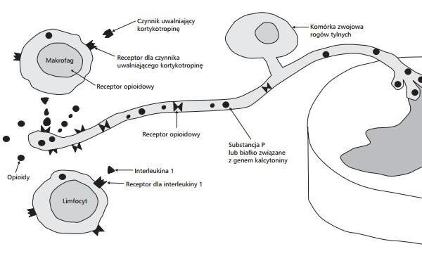 Pain Management: Analgesic Applications of BPC-157 Peptide Therapy