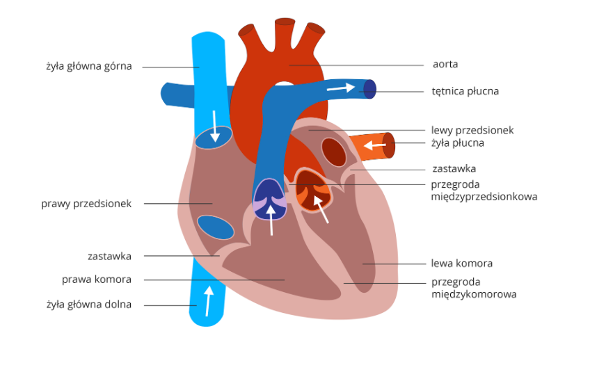 NL-GHK-Cu in the prevention of cardiovascular diseases