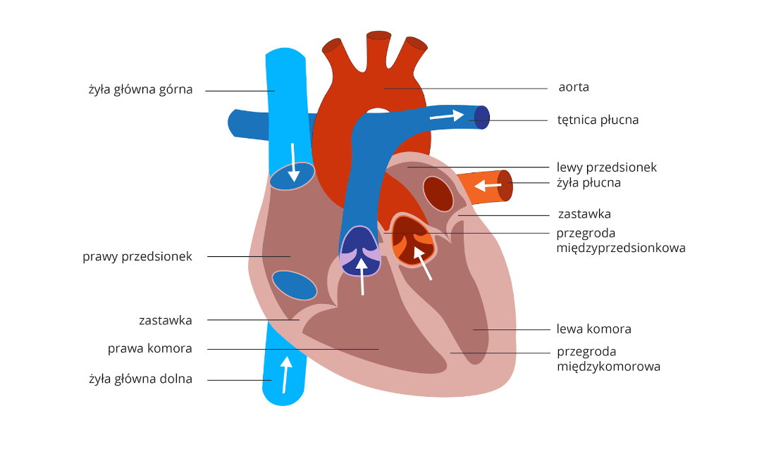 NL-Epithalon as a peptide that improves and maintains the functioning of the circulatory system