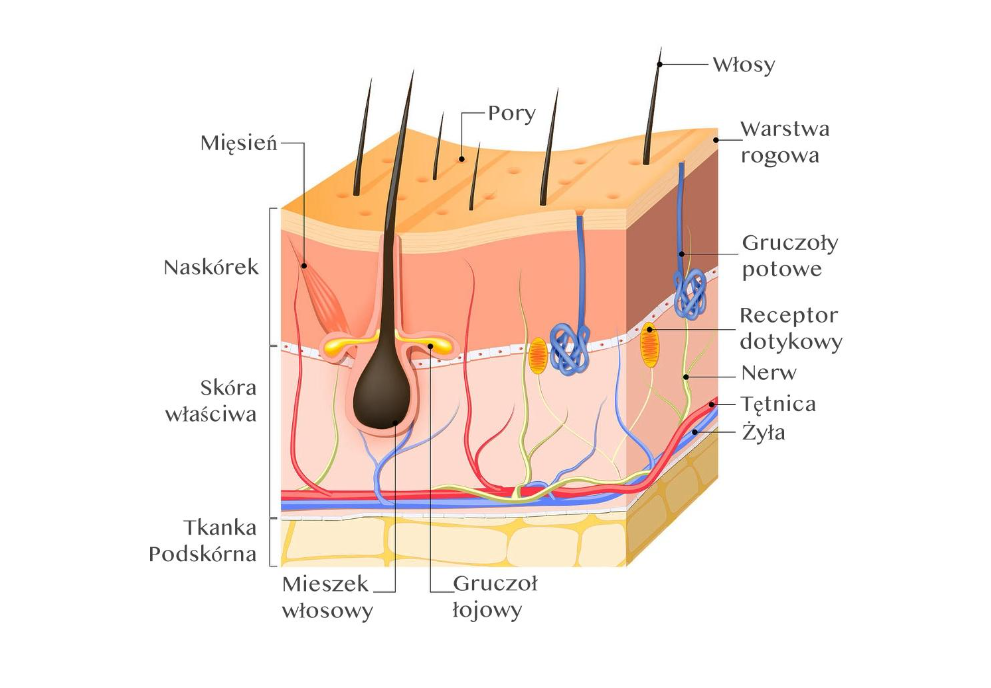 The regenerative properties of the NL-GHK-Cu peptide for skin. Peptide therapy for the elimination of post-surgical and post-acne scars.