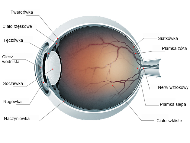 NL-Epithalon in the visual system