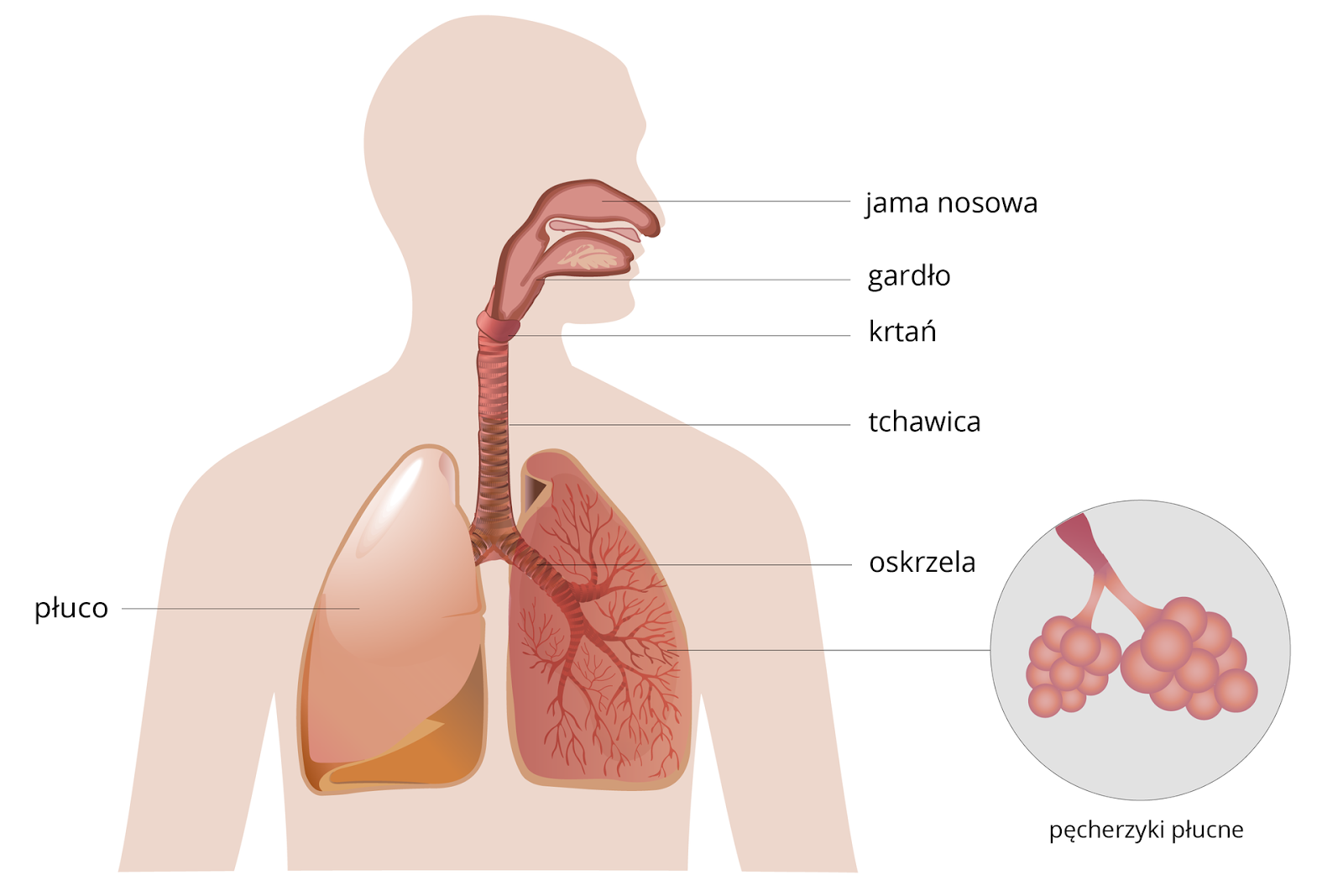NL-GHK-Cu in lung diseases