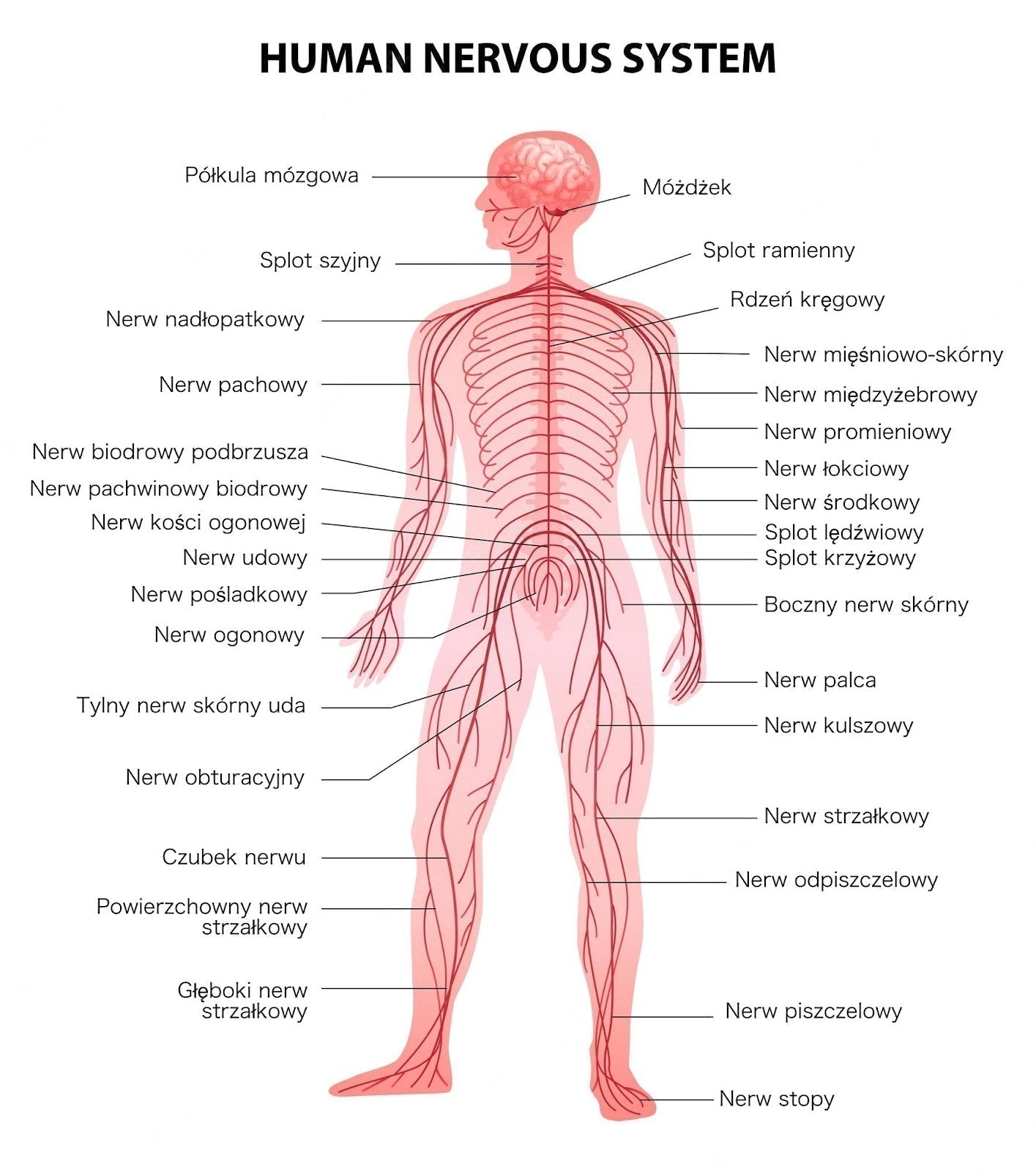 NL-GHK-Cu in the nervous system