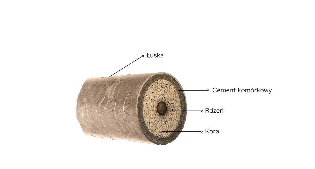 NL-GHK-Cu peptide therapy to eliminate hair loss and weakening